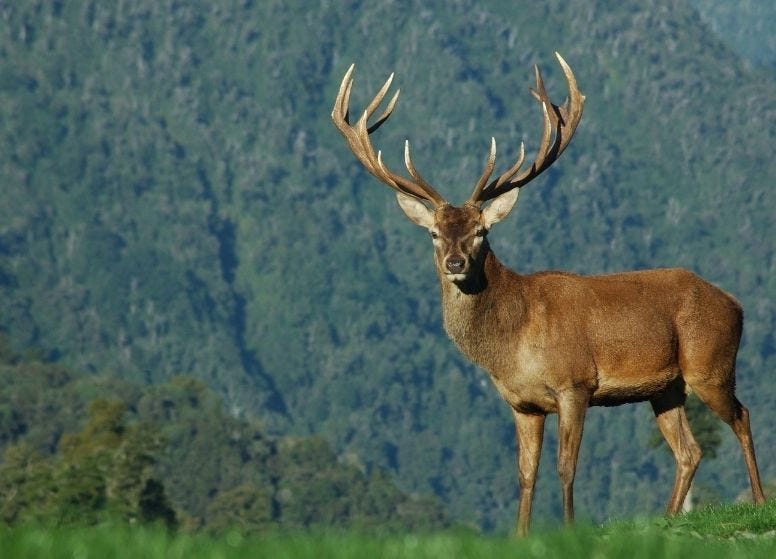 Deer Antler Velvet , Quantum