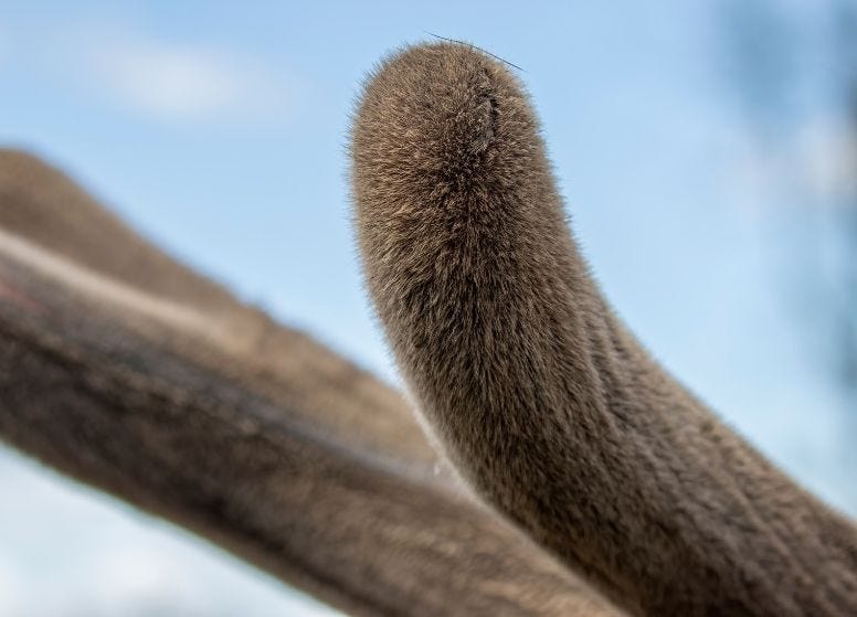 Deer Antler Velvet , Quantum