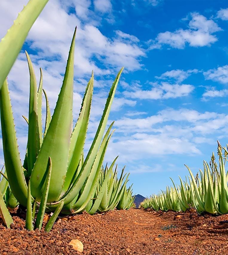 Aloe Power, Quantum